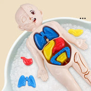 Human Organ Model Set: Educational Medical Science Toys for Children